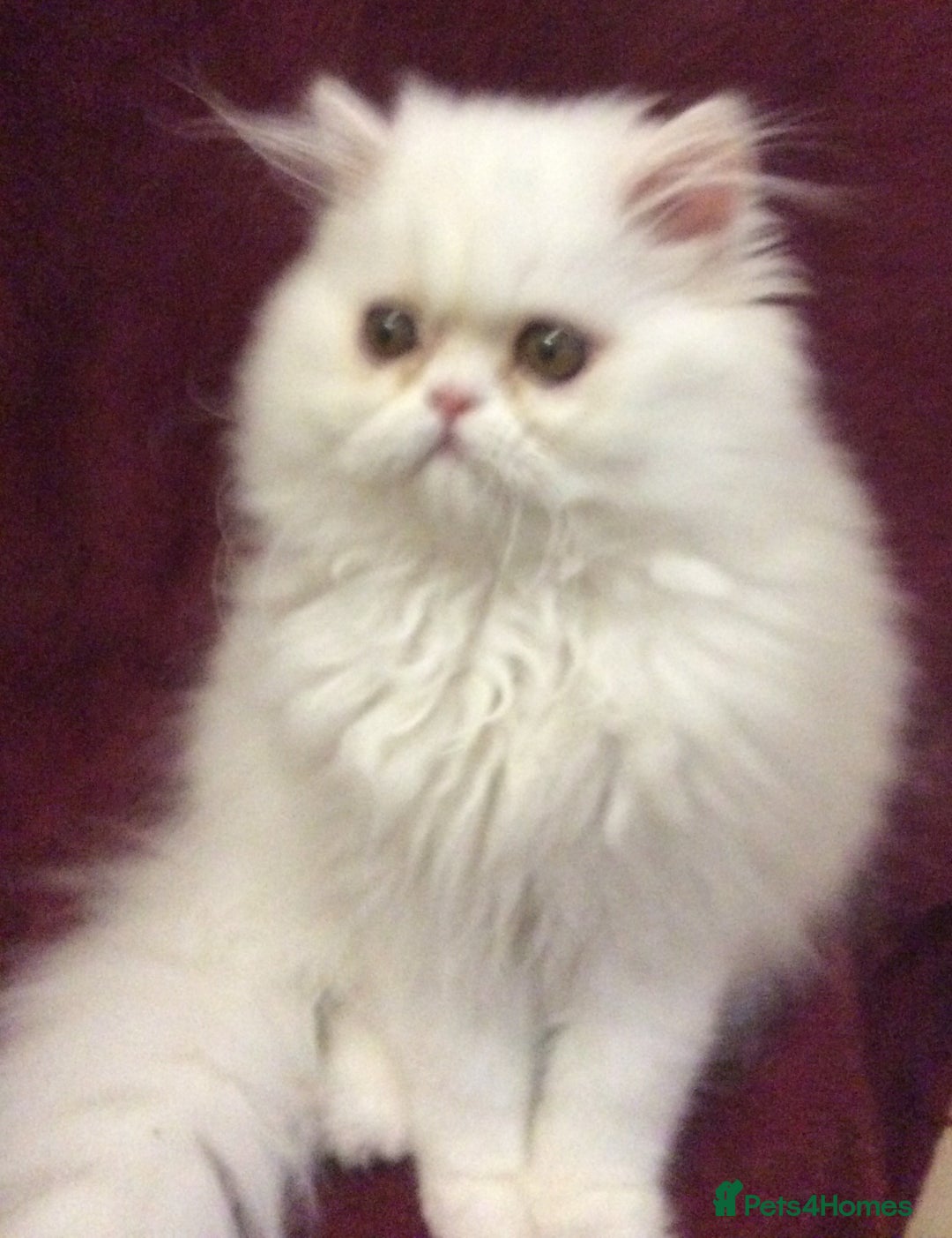 Persian cats for sale: White Persian Male Kitten - Advert 1