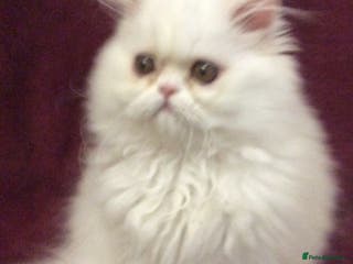 Persian cats White Persian Male Kitten - Advert 1