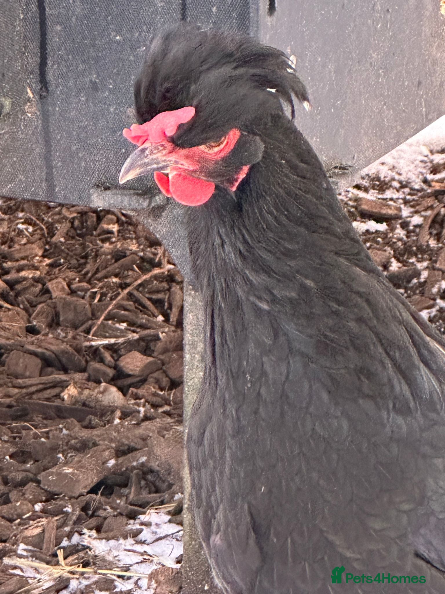 Chickens poultry RARE SHETLAND POULTRY - Advert 1