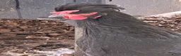 Chickens poultry for sale: RARE SHETLAND POULTRY in Wisbech - Advert 1