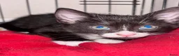 Mixed Breed cats for sale: READY 2 LEAVE NOW 4girls 2boys - Advert 5