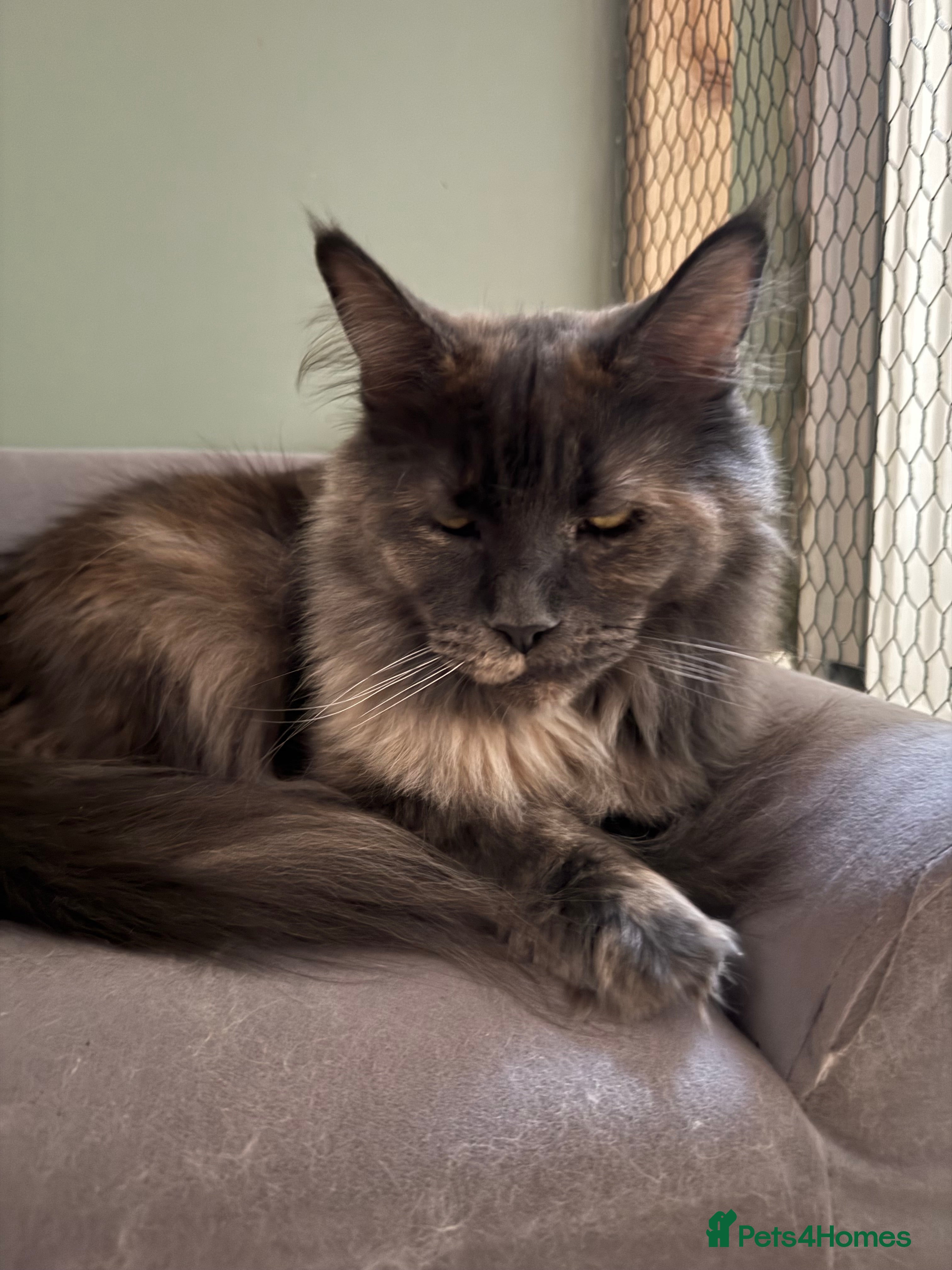 Maine Coon cats Maine Coon - Advert 1