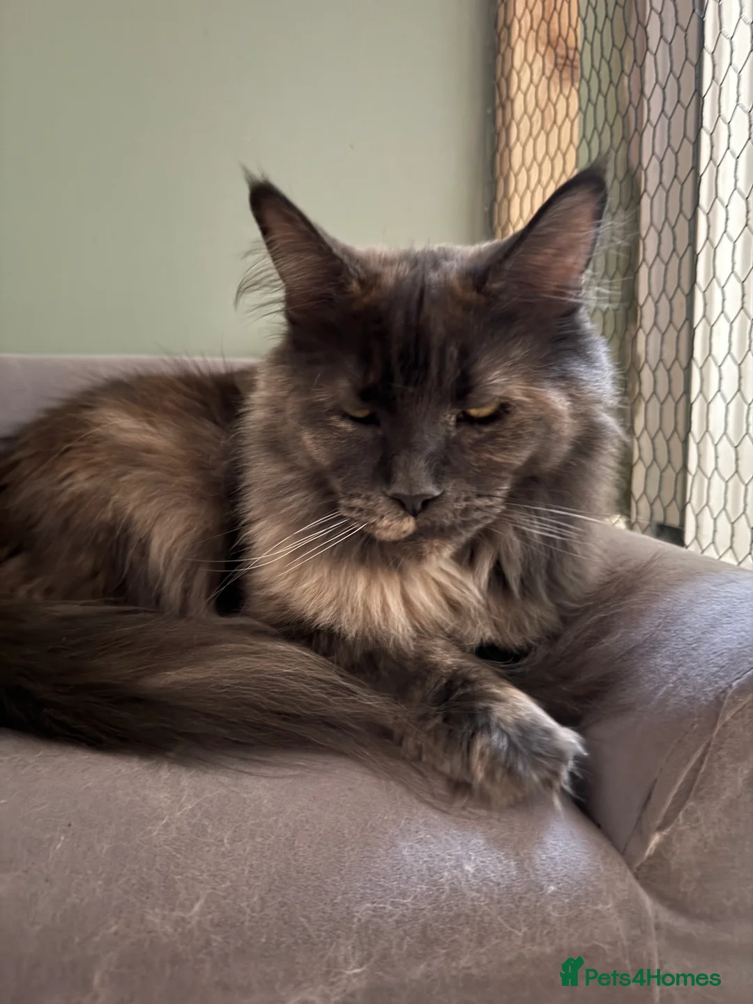 Maine Coon cats for sale: Maine Coon - Advert 1