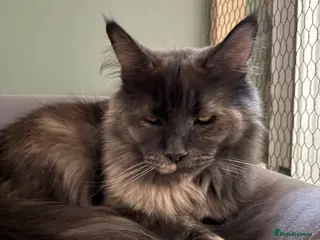 Maine Coon cats Maine Coon - Advert 1