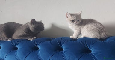 British Shorthair cats - Advert 3