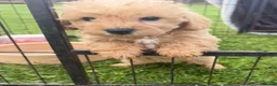 Westiepoo dogs for sale: Toy WESTIE-POO Puppies (West Highland x Toy Poodle - Advert 2