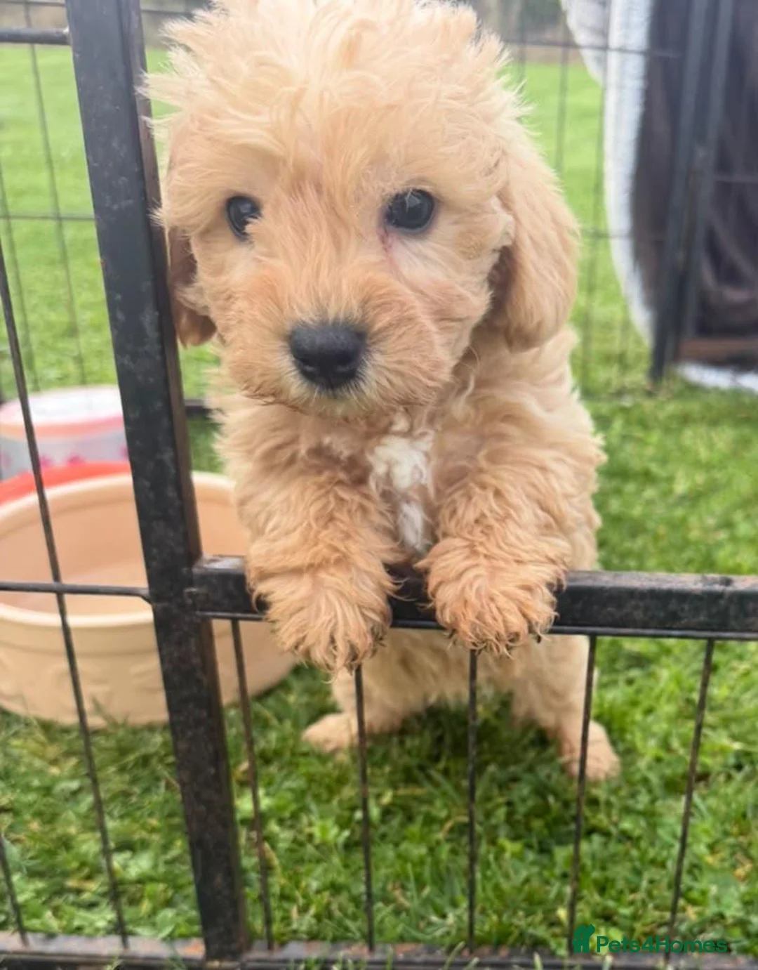 Westiepoo dogs for sale: Toy WESTIE-POO Puppies (West Highland x Toy Poodle - Advert 2