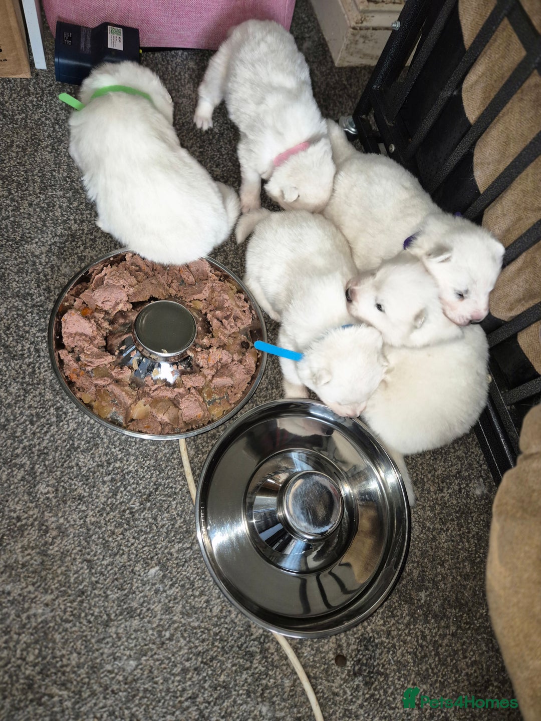 Samoyed dogs for sale: Samoyed puppies - can leave anytime from 23rd  - Advert 6
