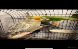 Cockatiels birds for sale: 2 males for sale in Southsea - Image 2