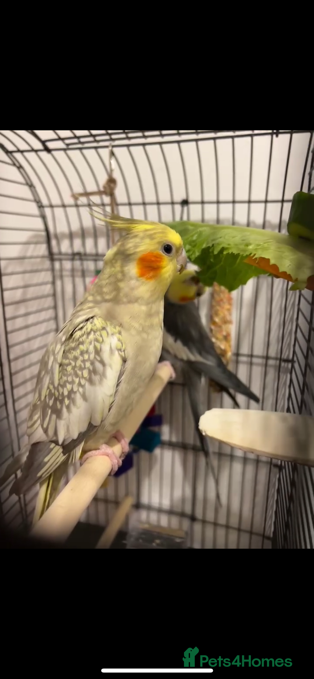 Cockatiels birds for sale: 2 males for sale in Southsea - Image 2