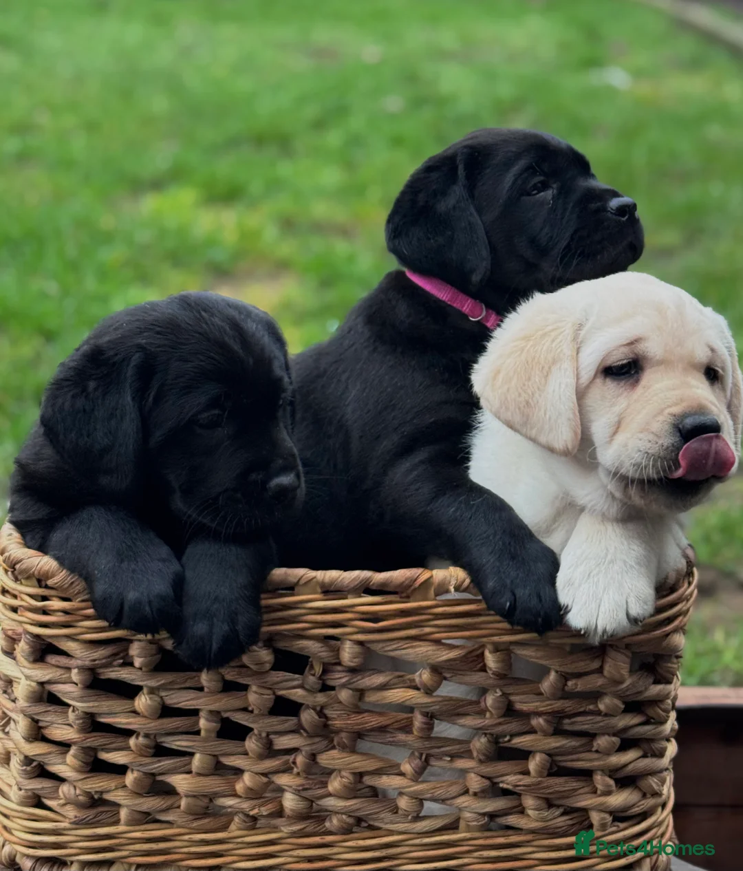 Labrador Retriever dogs for sale:  ✨ KC Registered Labrador Retriever Puppies   - Advert 3