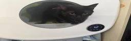 Mixed Breed cats for sale: Stunning kittens for sale x - Advert 10
