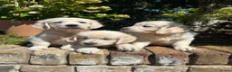 Golden Retriever dogs for sale: English cream golden retriever puppies in Rainham - Advert 9