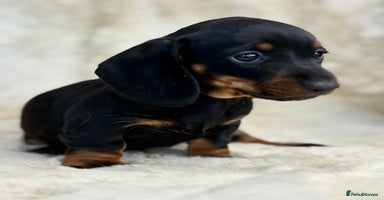 Miniature Dachshund dogs - Advert 9