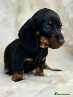 Miniature Dachshund dogs - Advert 9
