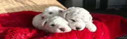 Bichon Frise dogs for sale: Sweet Bichon Frise puppies- Champion Bloodline  - Advert 19