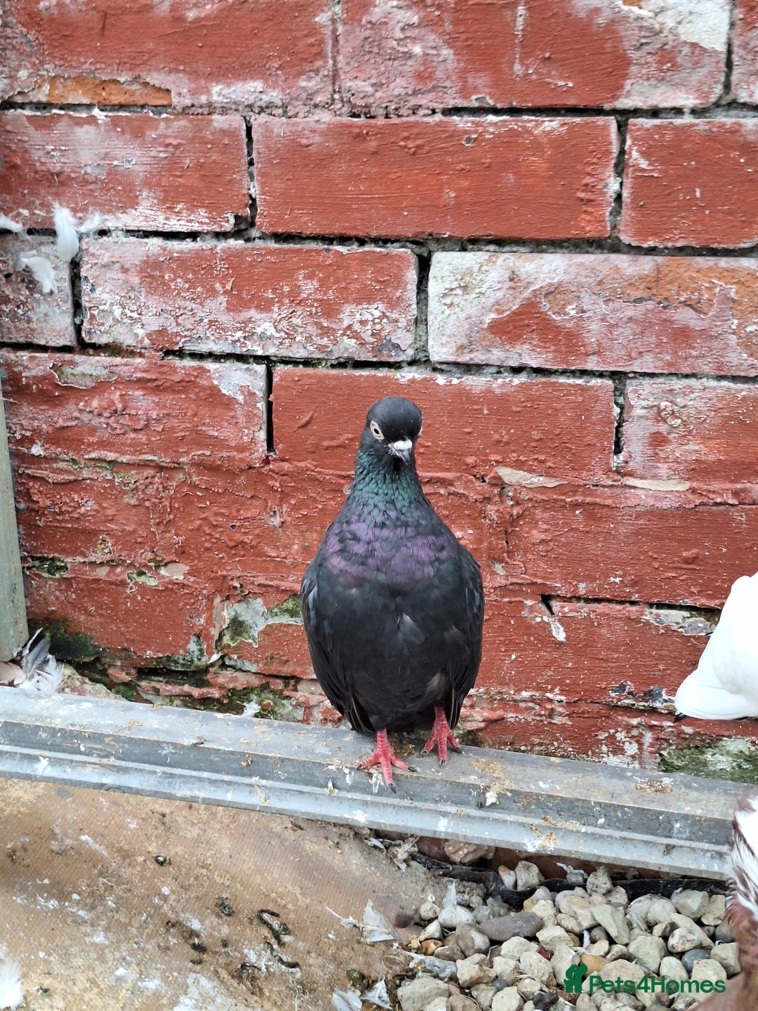 Pigeons birds for sale: 7 Pigeons for sale - Image 19