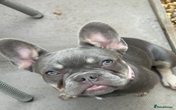 French Bulldog dogs for sale: Gorgeous 7Month Old Brother & Sister Frenchies - Image 5