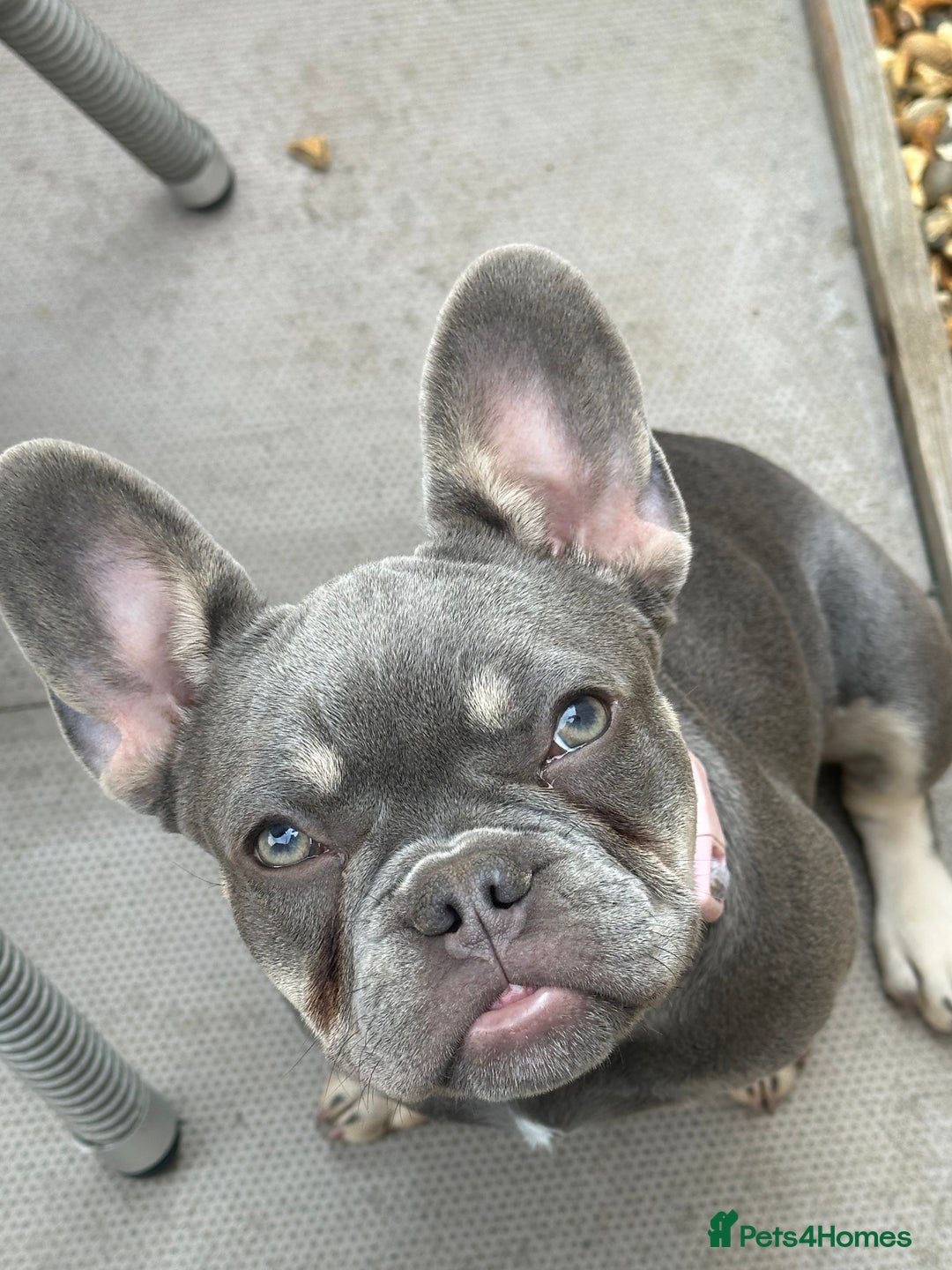 French Bulldog dogs for sale: Gorgeous 7Month Old Brother & Sister Frenchies - Image 5