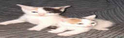 Mixed Breed cats for sale: 11 Adorable kittens 🐾 - Advert 15
