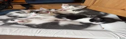 Mixed Breed cats for sale: Stunning kittens!  - Advert 5