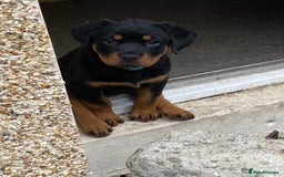 Rottweiler dogs for sale: KC Champion blood lines Rottweiler puppies  - Image 14