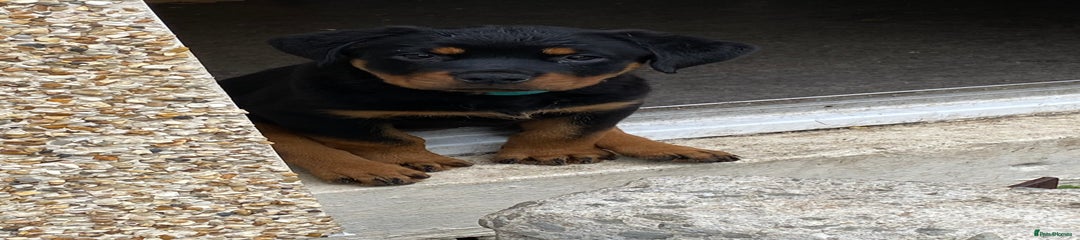 Rottweiler Puppy 3