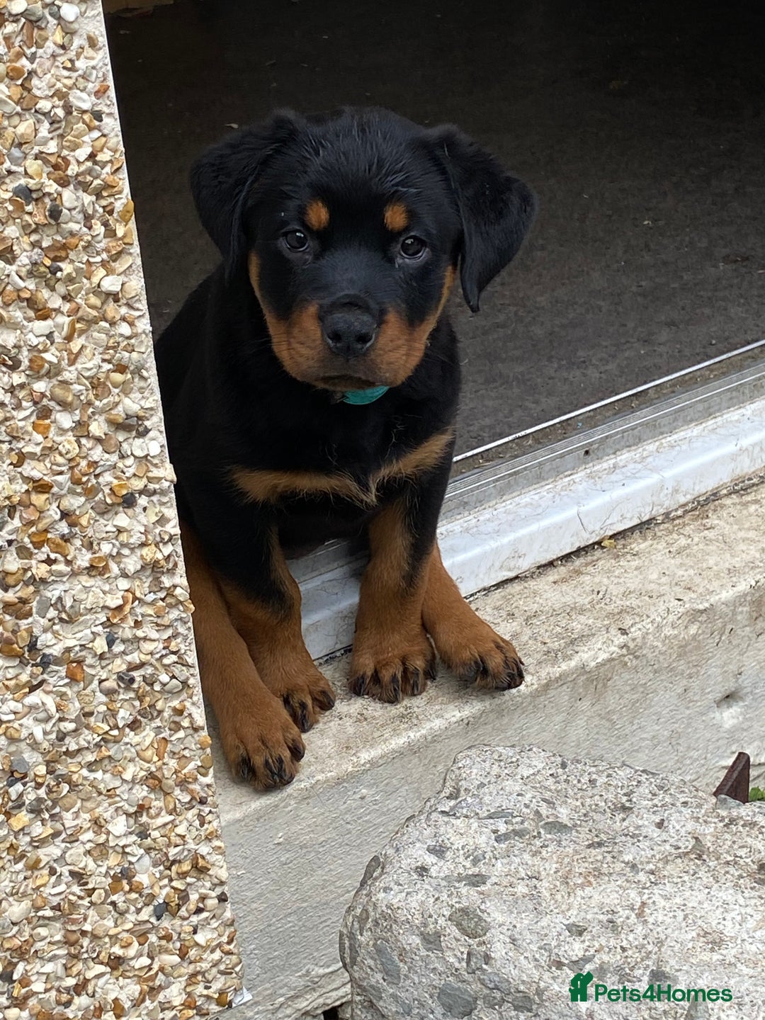 Rottweiler dogs for sale: KC Champion blood lines Rottweiler puppies  - Image 14