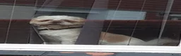 Shih Tzu dogs for sale: Bear  - Advert 5