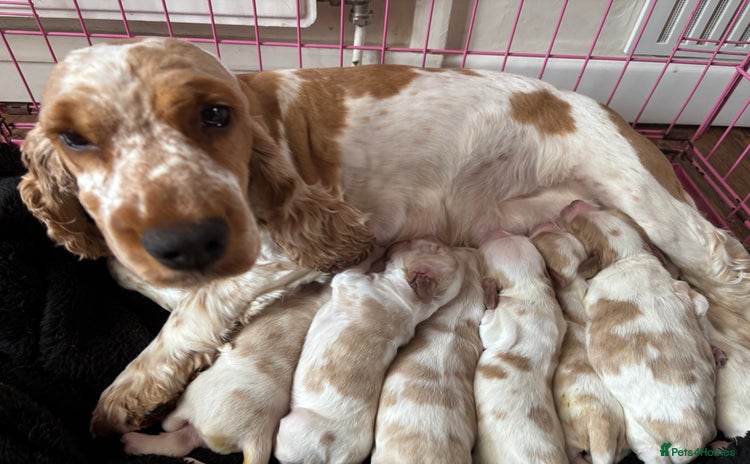 Cocker Spaniel dogs - Advert 3