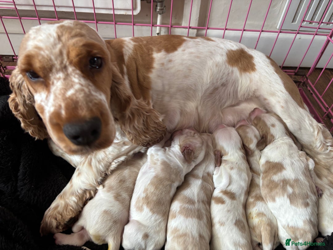 Cocker Spaniel dogs for sale: Show Cocker Spaniel Puppies  - Image 1