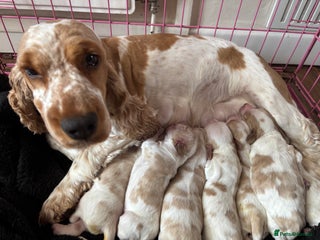 Cocker Spaniel dogs - Advert 22