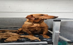 Labrador Retriever dogs for sale: THE LAST KC FOX RED GIRL READY TO LEAVE NOW  - Image 28