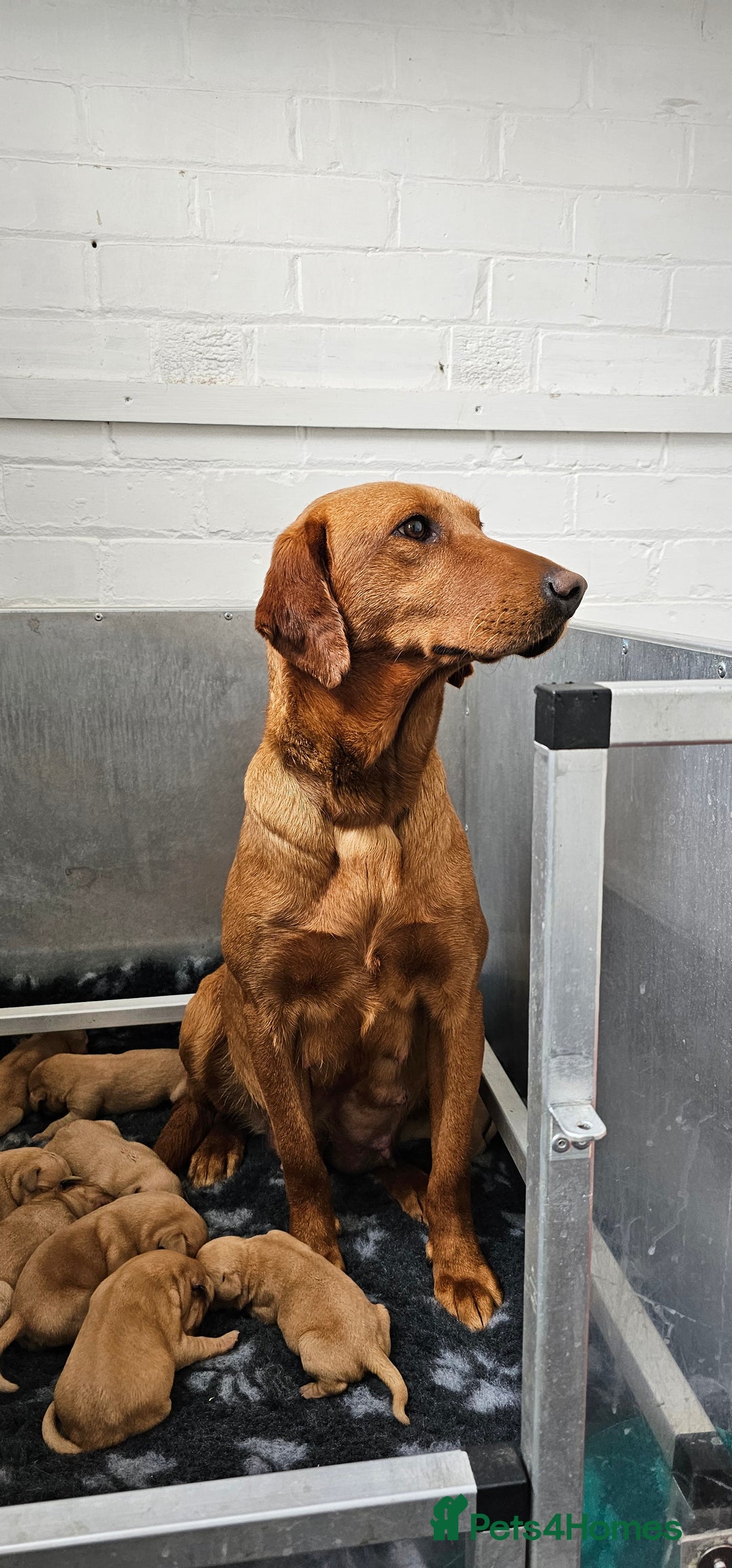 Labrador Retriever dogs for sale: THE LAST KC FOX RED GIRL READY TO LEAVE NOW  - Image 28