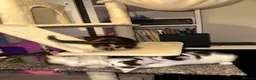 Mixed Breed cats for sale: 2 male, 4 female kittens are looking for home - Advert 6