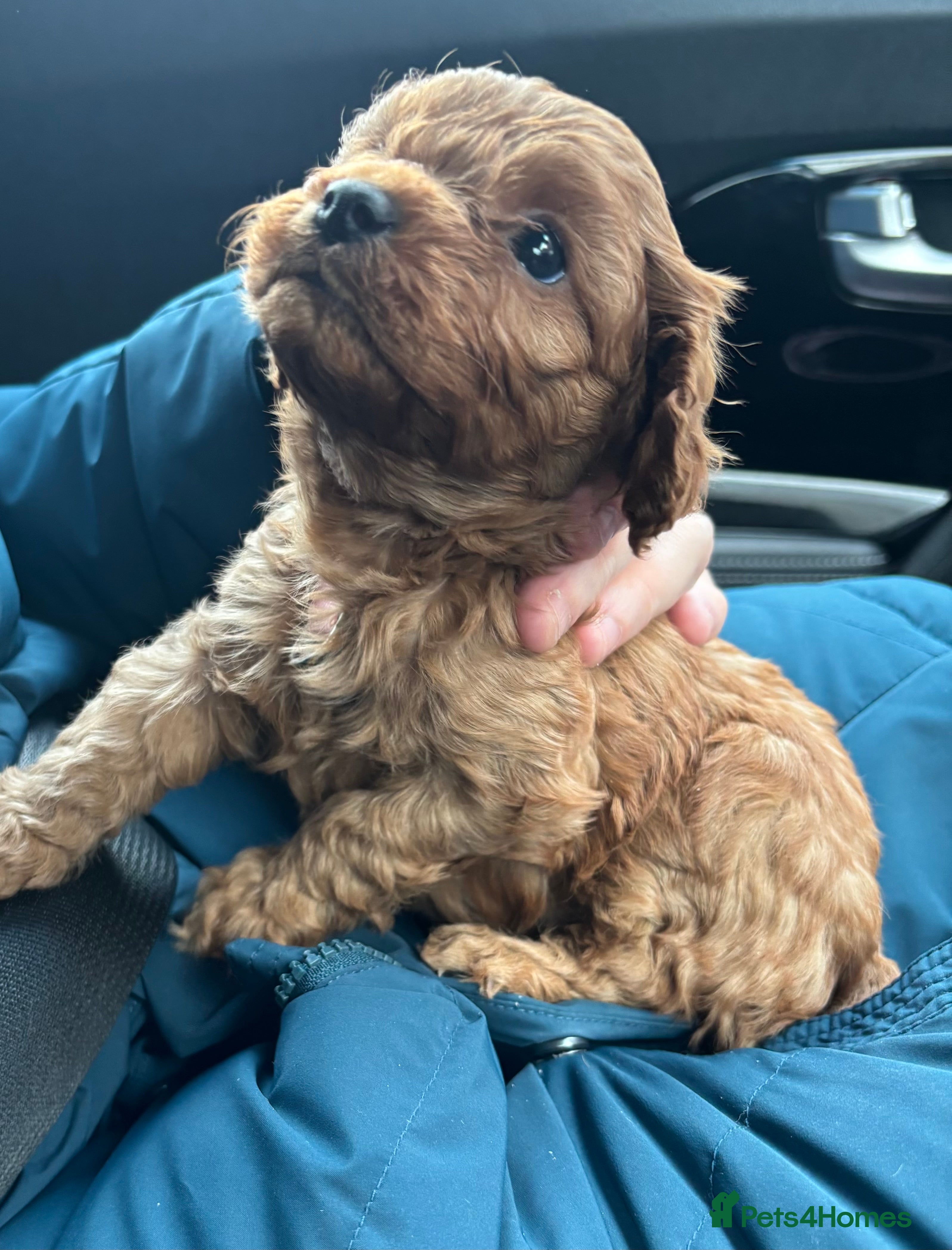 Cavapoo dogs Health tested toy cavapoo female  - Advert 8