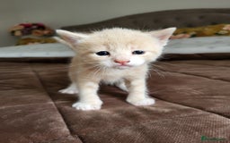 Mixed Breed cats for sale: 4 adorable kittens are looking for loving homes  - Image 2