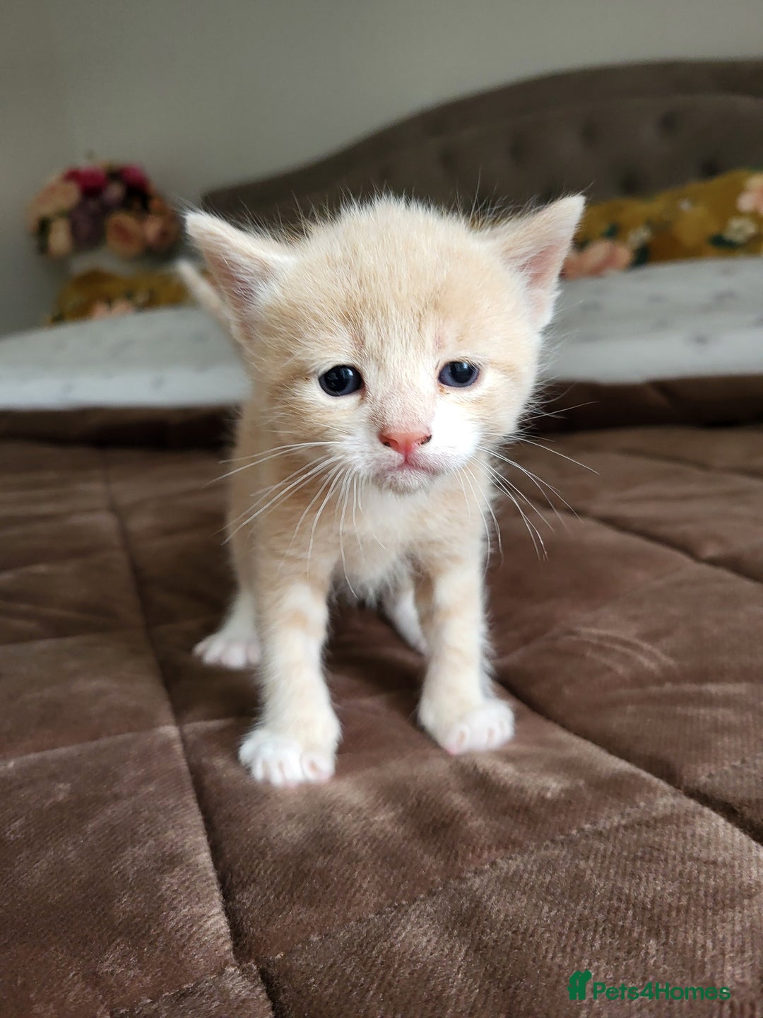 Mixed Breed cats for sale: 4 adorable kittens are looking for loving homes  - Image 2