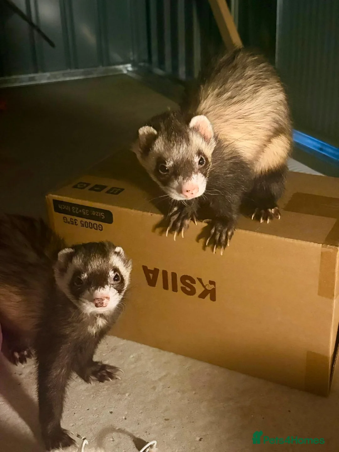 Ferret rodents for sale: Two Friendly Male Ferrets with Cage & Toys - Advert 1