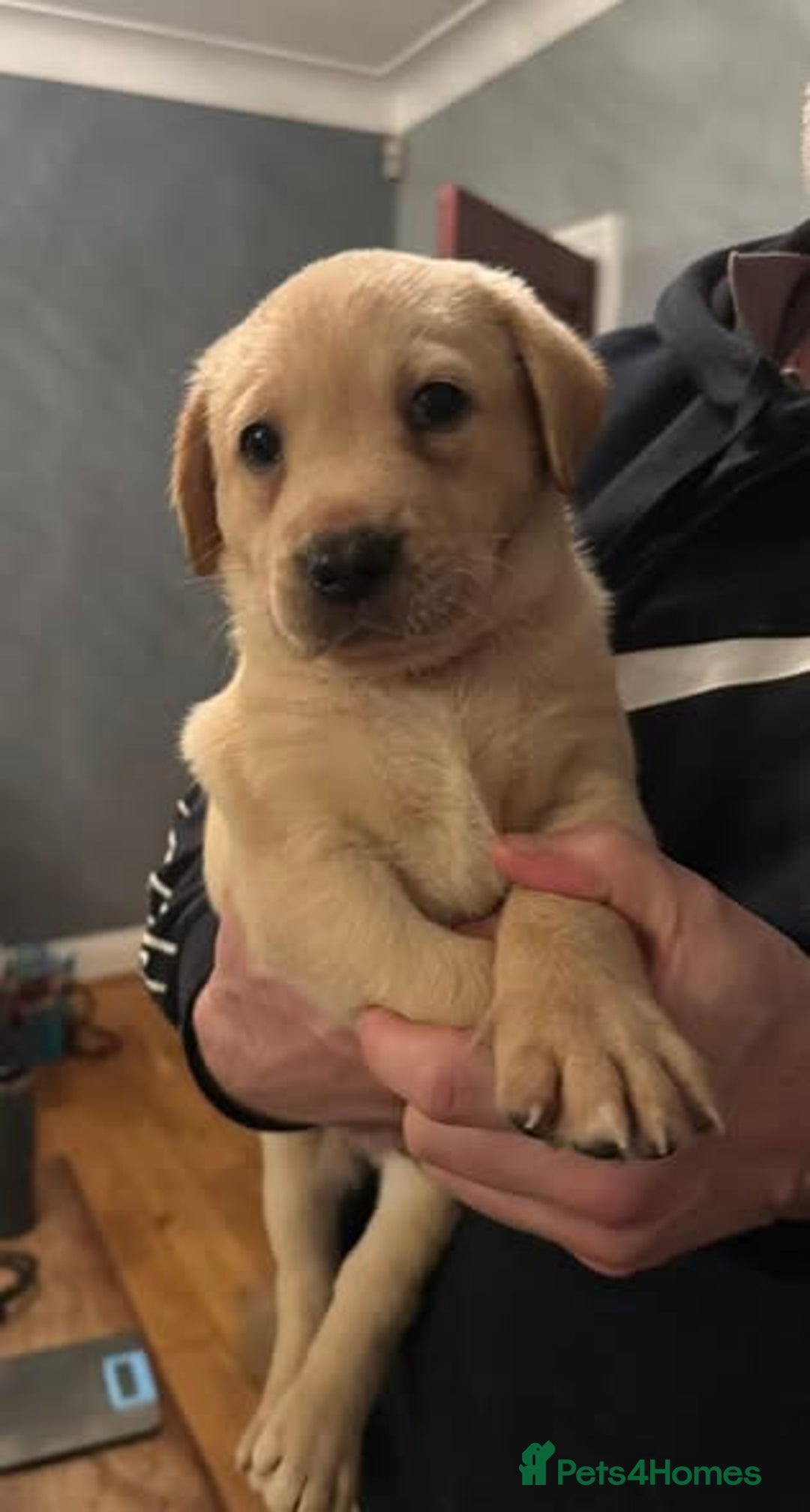 Labrador Retriever dogs for sale: KC registered Labrador puppies needing new homes - Advert 8