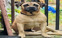 Mixed Breed dogs for sale: Labrador  - Image 2