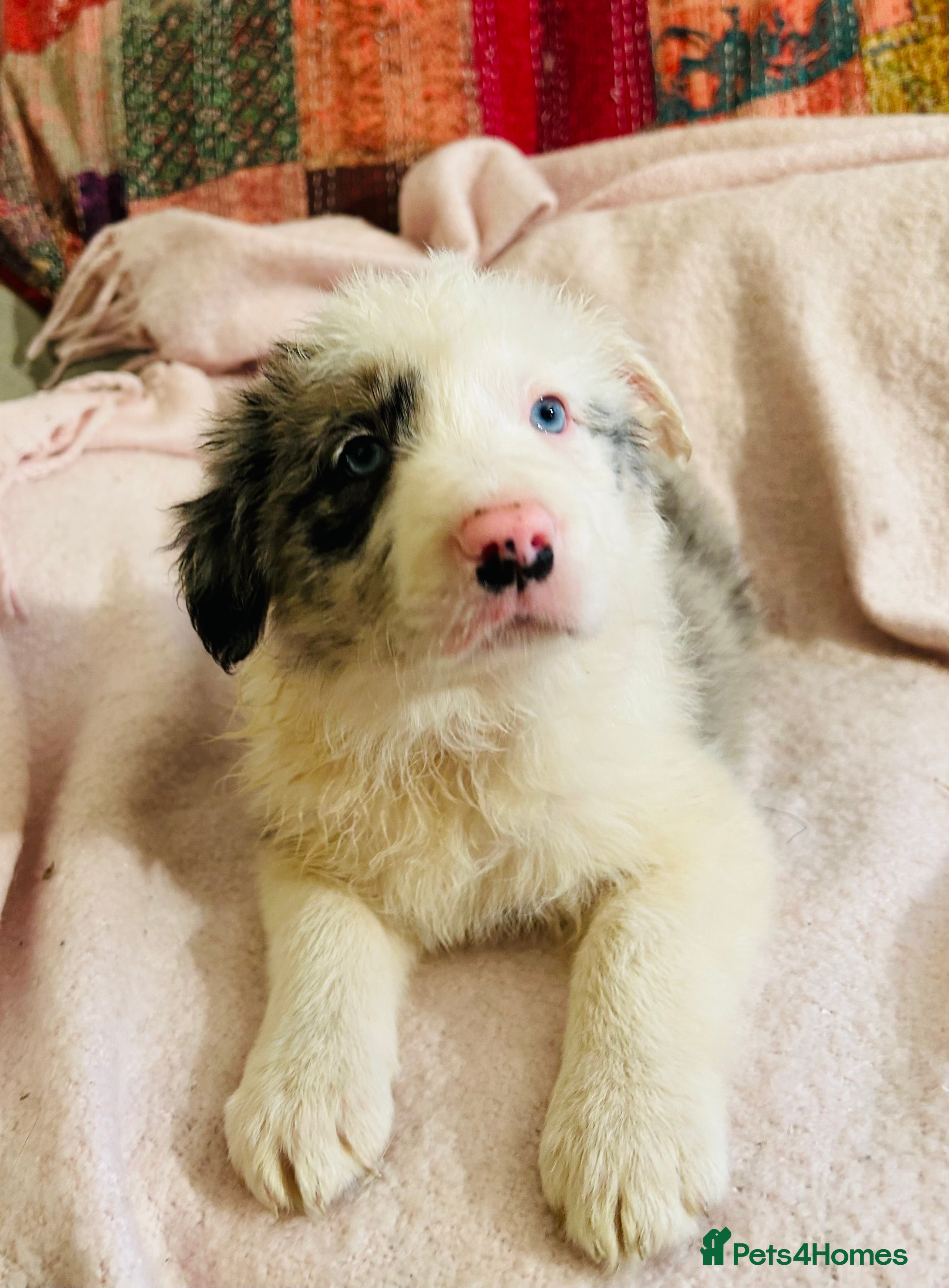 Border Collie dogs ONE BEAUTIFUL BLUE MERLE BORDER COLLIE PUP - Advert 7