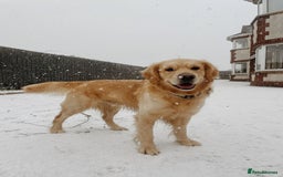 Golden Retriever dogs for stud: Golden retriever for stud  - Image 6