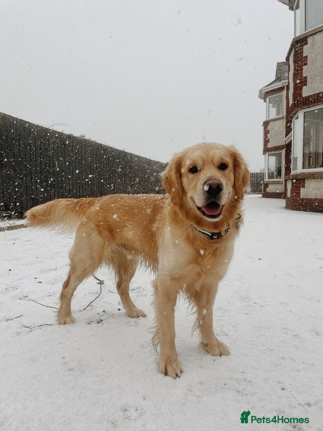 Golden Retriever dogs for stud: Golden retriever for stud  - Image 6