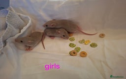 Rat rodents for sale: Little dumbo rats  - Image 4