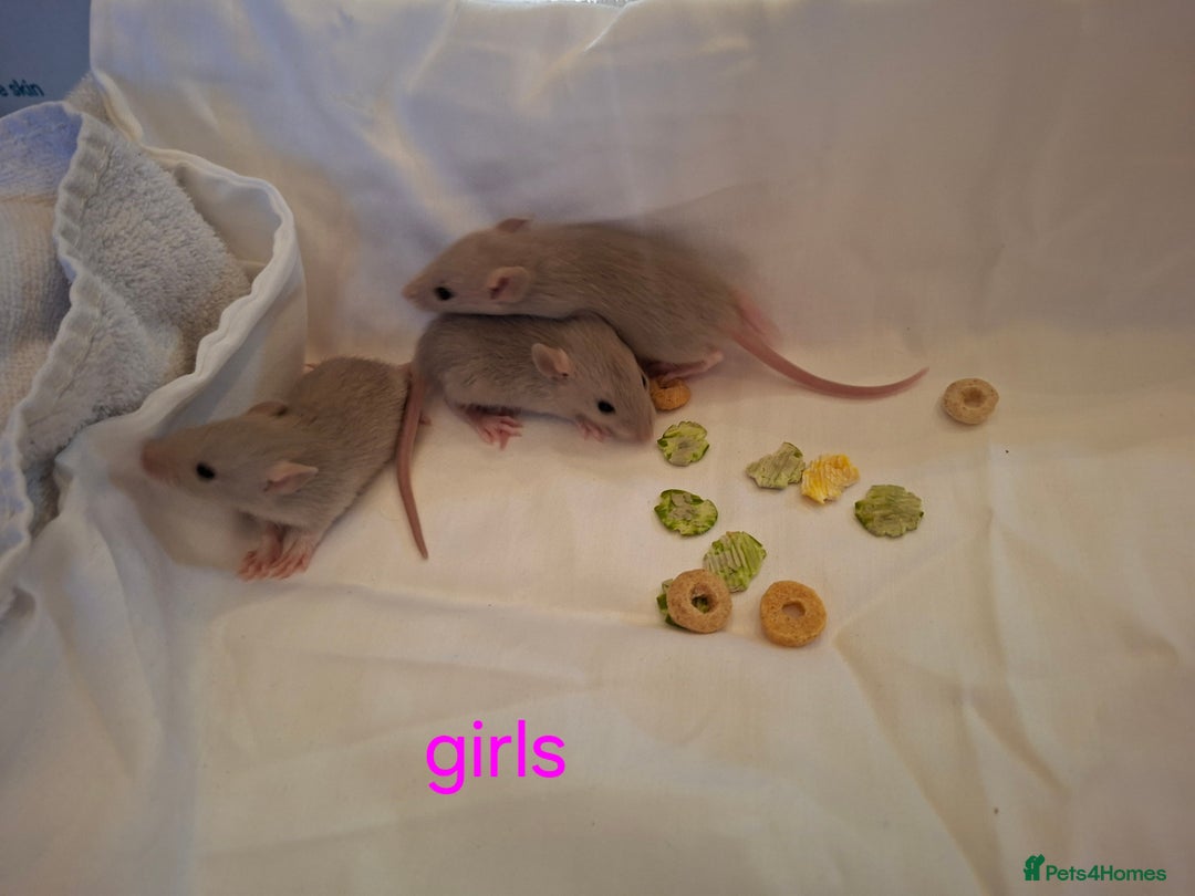 Rat rodents for sale: Little dumbo rats  - Image 4