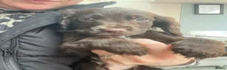 Cockapoo dogs for sale: F1b Beautiful Cockapoo puppies  - Advert 2