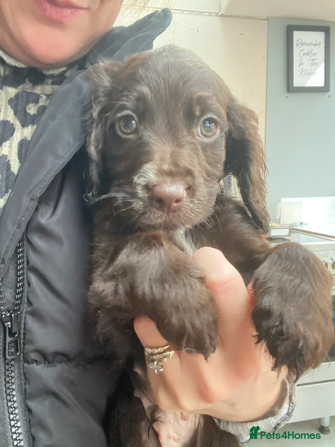 Cockapoo dogs for sale: F1b Beautiful Cockapoo puppies  - Advert 2