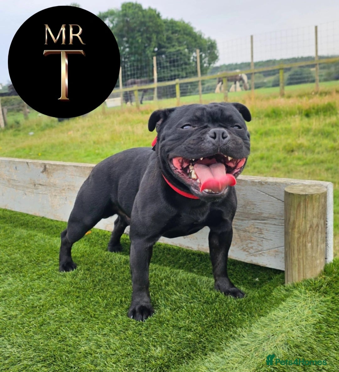 Staffordshire Bull Terrier dogs for stud: The one, the only.....Mr 'T'     (Blue🧬) - Advert 7