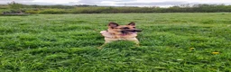 German Shepherd dogs for sale: 11 beautiful German Shepard  in Ebbw Vale - Advert 2